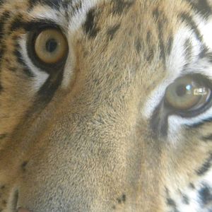 Kali the Bengal Tiger at Terra Natura 29/07/11