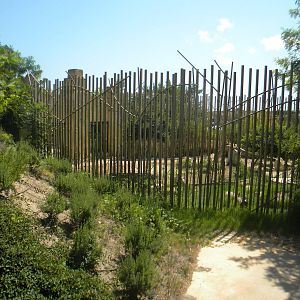 Asian Lion enclosure at Terra Natura 29/07/11