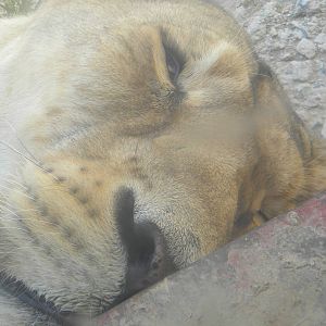Asian Lionesses at Terra Natura 29/07/11