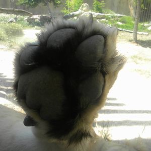 Asian Lion paw at Terra Natura 29/07/11