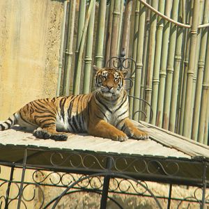 Bengal Tiger at Terra Natura 29/07/11