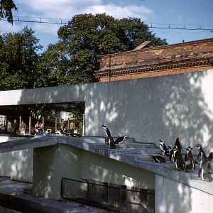 lubetkin penguin pool
