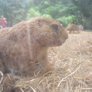 Face to Face with a Prairie Dog