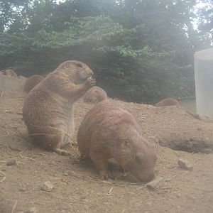 Prairie Dogs