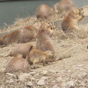 Prairie Dog Colony