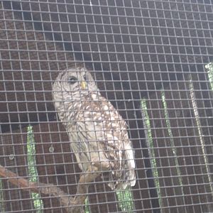 Barred Owl