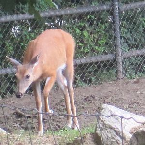White-Tailed Deer