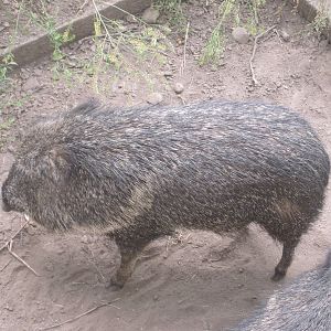 Chacoan Peccary