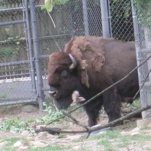 American Bison