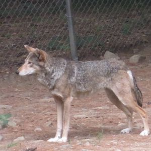 Red Wolf