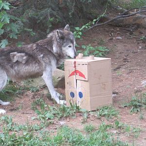 Wolf vs SpongeBob: Part 1