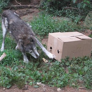 Wolf vs SpongeBob: Part 2