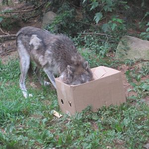 Wolf vs SpongeBob: Part 3