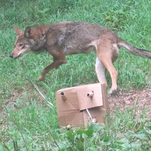Red Wolf vs Cardboard Box: Part 1
