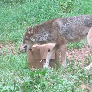 Red Wolf vs Cardboard Box