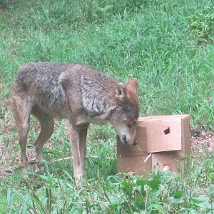 Red Wolf vs Cardboard Box