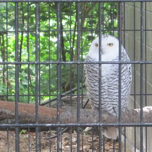 Snowy Owl