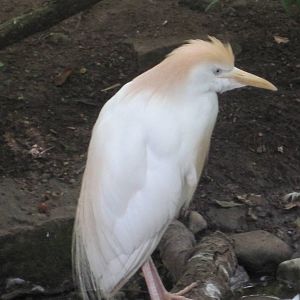 Cattle Egret
