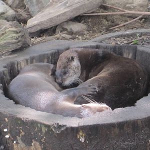 Snuggling Otters