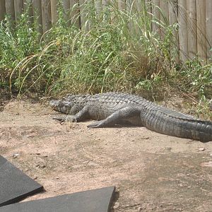 American Alligator Basking