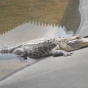 Alligator