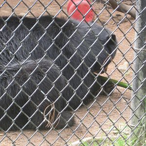 Andean Bear With Bamboo: Part 1