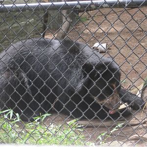 Andean Bear with Bamboo: Part 2