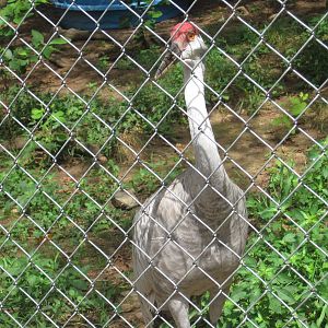 Beautiful Sandhill Crane