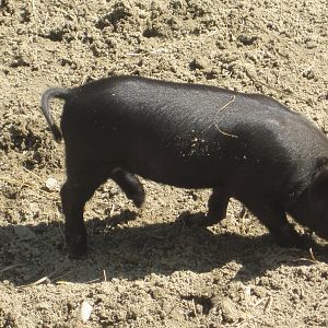 New Guinea Hog Piglet