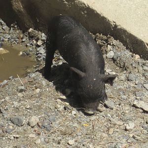 Cute Guinea Hog Piglet