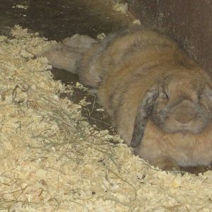 Domestic Rabbit