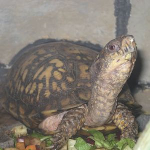 Eastern Box Turtle