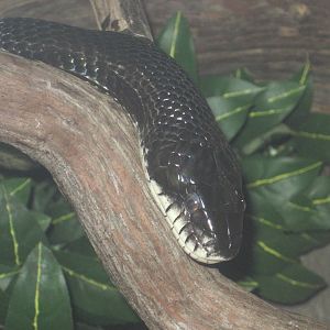 Black Rat Snake