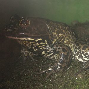 American Bullfrog