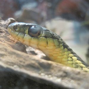 Eye to Eye With a Snake