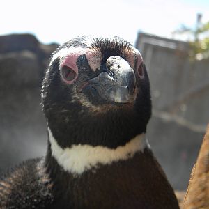 Magnelliac Penguin at Blackpool Zoo 05/08/11