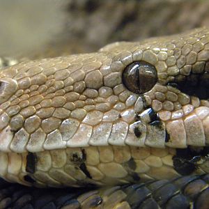 Common Boa at Blackpool Zoo 05/08/11