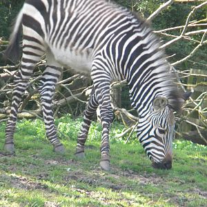 Tebogo the Hartmann's Mountain Zebra at Blackpool Zoo 05/08/11