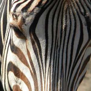 Bette the Hartmann's Mountain Zebra at Blackpool Zoo 05/08/11
