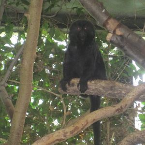 Goeldi's Monkey
