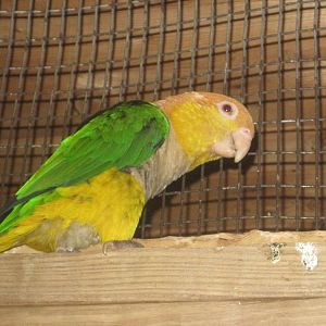 White-Bellied Caique
