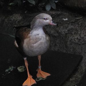 Orinico Goose