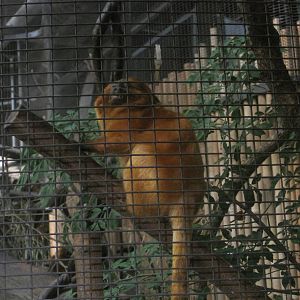 Golden-Lion Tamarin Enrichment