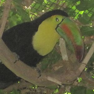 Keel-Billed Toucan