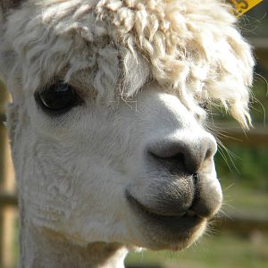 Alpaca at Blackpool Zoo 05/08/11