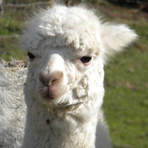 Alpaca at Blackpool Zoo 05/08/11