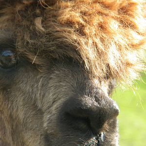 Alpaca at Blackpool Zoo 05/08/11