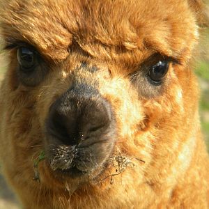 Alpaca at Blackpool Zoo 05/08/11