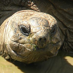Darwin the Seychelles Tortoise at Blackpool Zoo 05/08/11