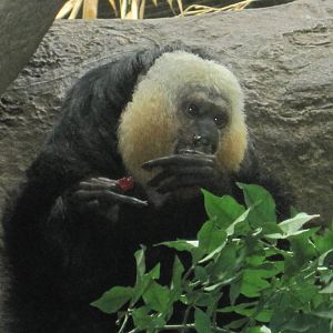 Saki Monkey Enrichment